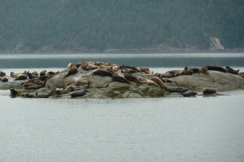 calma-sailing-2t-watching-wildlife-in-British-Columbia