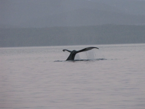 calma-sailing-2t-whales-seen-from-the-sailboat