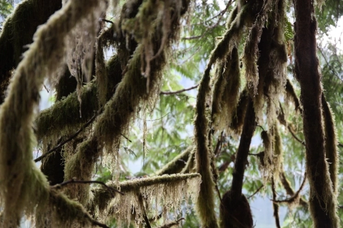 calma-sailing-5t-2-bc-forest