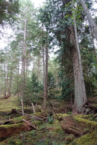 calma-sailing-5t-2-hiking-in-bc-forest