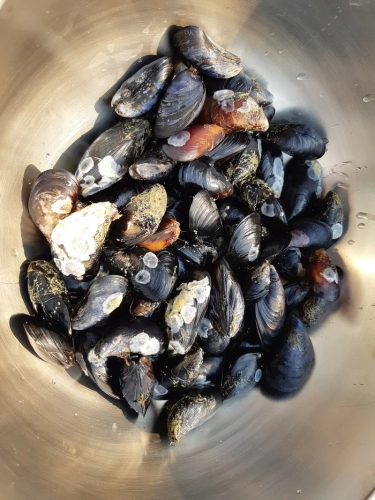calma-sailing-5t-3-harvest-wild-mussels