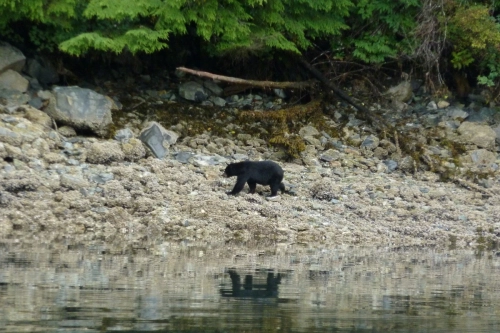 calma-sailing-5t-3-watch-wildlife-BC
