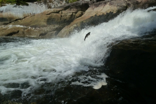 calma-sailing-5t-3-wildlife-british-columbia
