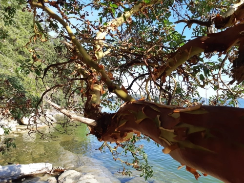 calma-sailing-5t-4-sailing-trips-desolation-sound