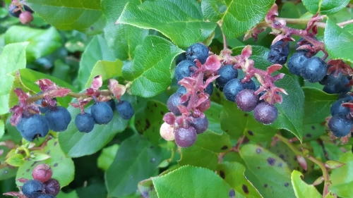 calma-sailing-5t-4-wild-berries-British-Columbia
