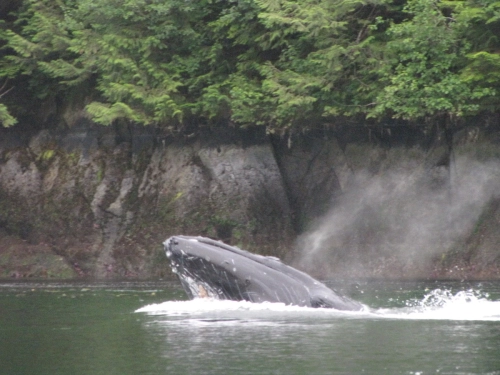calma-sailing-5t-5-whales-in-desolation-sound