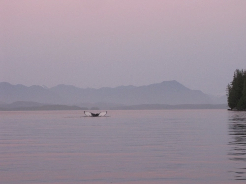 calma-sailing-5t-5-whales-seen-from-the-sailboat