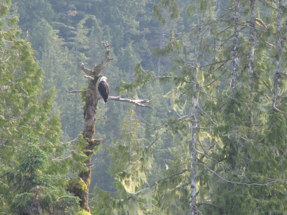 calma-sailing-1t-wildlife-British-Columbia