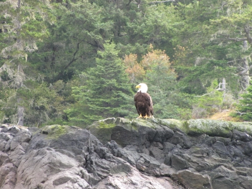 calma-sailing-5t-1-see-BC-wildlife